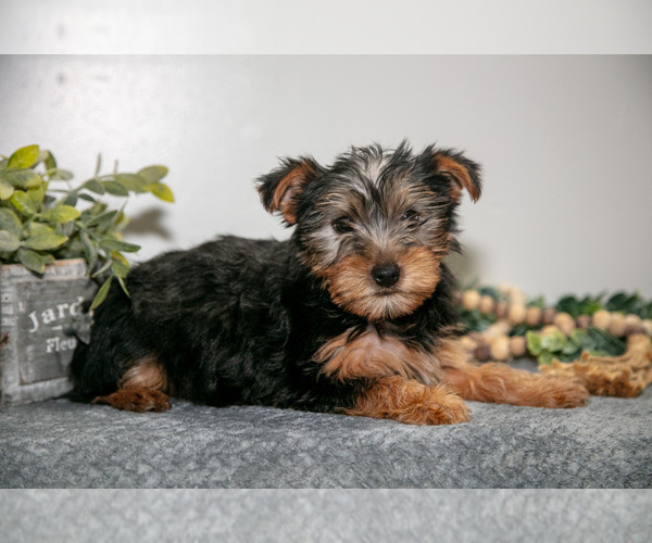 Medium Photo #5 Yorkshire Terrier Puppy For Sale in MONROE, IN, USA