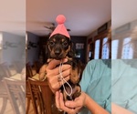 Puppy Puppy 1 Dachshund