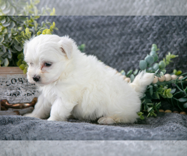 Medium Photo #7 Maltese Puppy For Sale in HOLMESVILLE, OH, USA