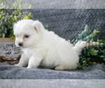 Small Photo #7 Maltese Puppy For Sale in HOLMESVILLE, OH, USA
