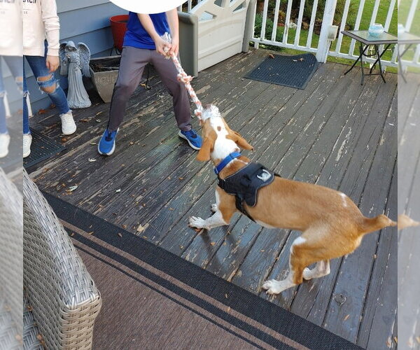 Medium Photo #8 Mutt Puppy For Sale in Rootstown, OH, USA
