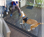 Small #7 Mutt