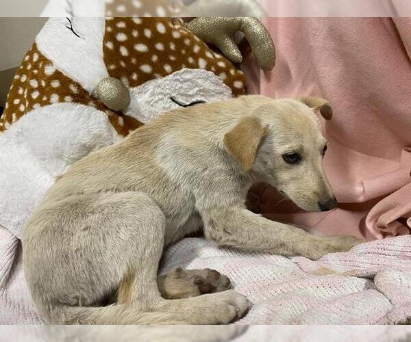 Medium Photo #1 German Shepherd Dog-Unknown Mix Puppy For Sale in Modesto, CA, USA