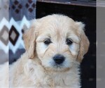 Small Photo #1 Goldendoodle (Miniature) Puppy For Sale in ELIZABETHVILLE, PA, USA