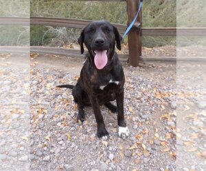 English Springer Spaniel-German Shorthaired Pointer Mix Dogs for adoption in Golden Valley, AZ, USA