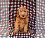 Small Photo #6 Goldendoodle (Miniature) Puppy For Sale in QUARRYVILLE, PA, USA