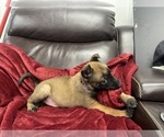 Small Photo #37 Belgian Malinois Puppy For Sale in REESEVILLE, WI, USA
