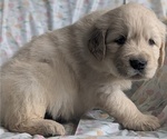 Puppy Light blue boy Golden Retriever