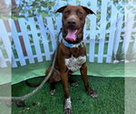 Small #3 Labrador Retriever Mix
