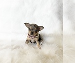 Small #8 Chihuahua