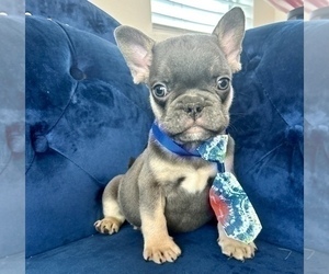 French Bulldog Puppy for sale in KANSAS CITY, MO, USA