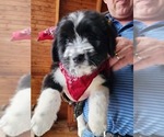 Small Photo #1 Bernedoodle-Miniature Australian Shepherd Mix Puppy For Sale in STAFFORD, VA, USA