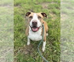 Small #4 Staffordshire Bull Terrier Mix