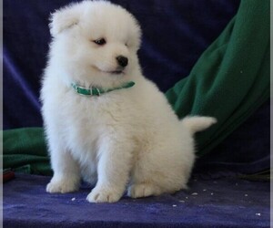 Samoyed Puppy for sale in NEW HOLLAND, PA, USA