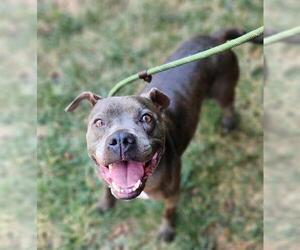 American Pit Bull Terrier Dogs for adoption in Charlotte, NC, USA