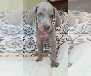 Weimaraner Puppy for Sale in LEWISBURG, Kentucky USA