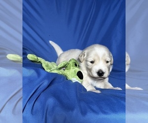 Golden Labrador Puppy for sale in LIVE OAK, FL, USA