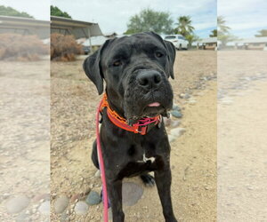 Beauty - Female Mutt Dog for Adoption - Photo #2