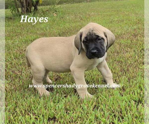 Medium Photo #1 Mastiff Puppy For Sale in CABOOL, MO, USA