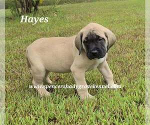 Mastiff Puppy for sale in CABOOL, MO, USA