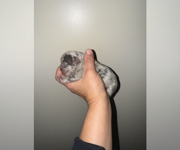 Medium Photo #7 French Bulldog Puppy For Sale in HILTON, NY, USA