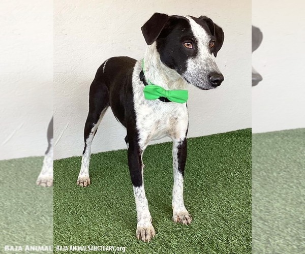Medium Photo #2 Border Collie-Unknown Mix Puppy For Sale in San Diego, CA, USA