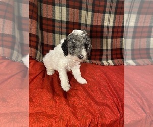 Medium Poodle (Miniature)
