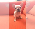 Small #4 French Bulldog