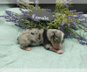 Australian Shepherd Puppy for sale in TAYLOR, TX, USA