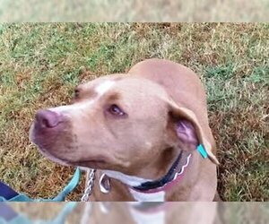 Diamond - Female American Pit Bull Terrier Dog for Adoption - Photo #2