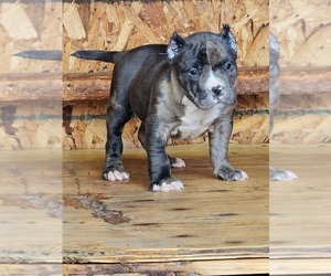 American Bully Puppy for Sale in E PALO ALTO, California USA