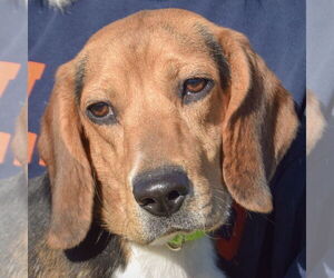Bagle Hound Dogs for adoption in Huntley, IL, USA
