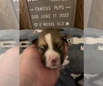Small Photo #18 Welsh Cardigan Corgi Puppy For Sale in SUN PRAIRIE, WI, USA