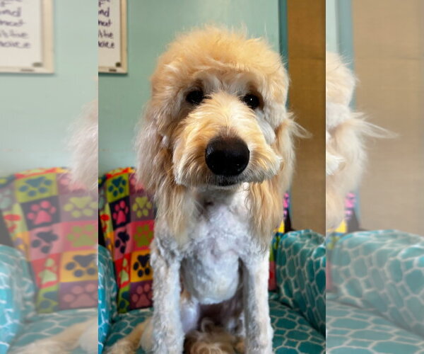 Medium Photo #4 Goldendoodle Puppy For Sale in Pacolet, SC, USA