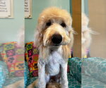 Small #3 Goldendoodle