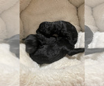 Small Photo #2 Goldendoodle-Poodle (Standard) Mix Puppy For Sale in FOUNTAIN, CO, USA