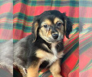 Dachshund-Unknown Mix Dogs for adoption in Weston, FL, USA