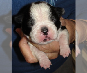 Boston Terrier Puppy for sale in BENEDICT, KS, USA