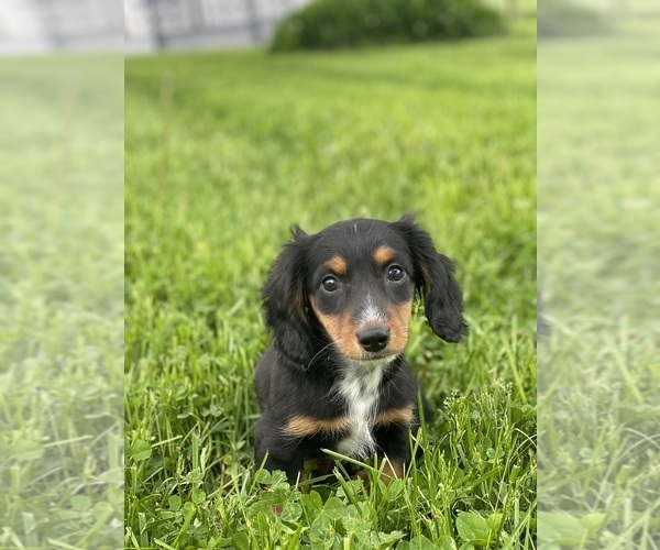 Medium Photo #2 Dachshund Puppy For Sale in CANOGA, NY, USA
