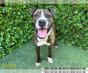 American Pit Bull Terrier Dogs for adoption in West Palm Beach, FL, USA