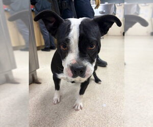 Mutt Dogs for adoption in Riverside, CA, USA