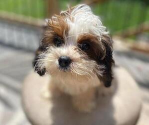 Cavapoo Puppy for sale in HICKORY, NC, USA