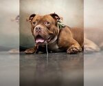 Small Photo #3 American Staffordshire Terrier-Bulldog Mix Puppy For Sale in Atlanta, GA, USA