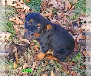 Rottweiler Puppy for Sale in COLUMBIA, Missouri USA