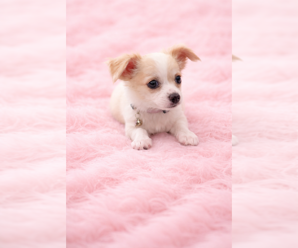 Medium Photo #5 Chihuahua Puppy For Sale in ALLEN, TX, USA