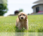 Small Photo #8 Cocker Spaniel-Poodle (Miniature) Mix Puppy For Sale in WARSAW, IN, USA