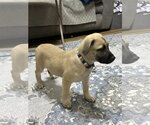 Small #1 Black Mouth Cur Mix