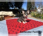 Puppy Lavender Female Pembroke Welsh Corgi