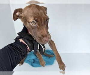 Labrador Retriever Dogs for adoption in Houston, TX, USA