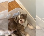 Small Photo #1 Shih Tzu Puppy For Sale in CANTONMENT, FL, USA